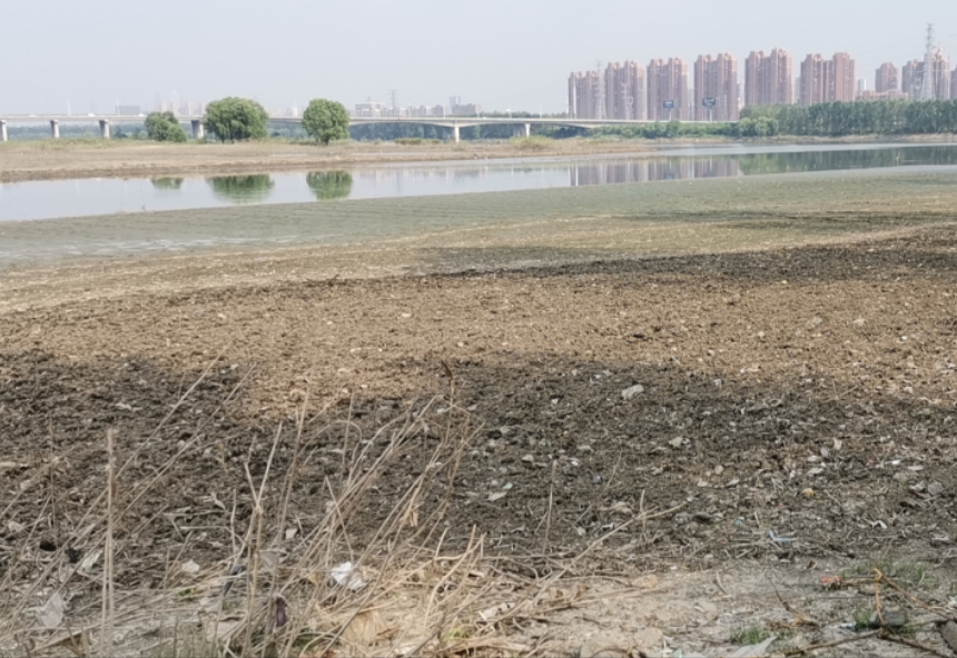 湖北省武汉市府河花田花海复绿工程 湖北省武汉市府河花田花海复绿工程